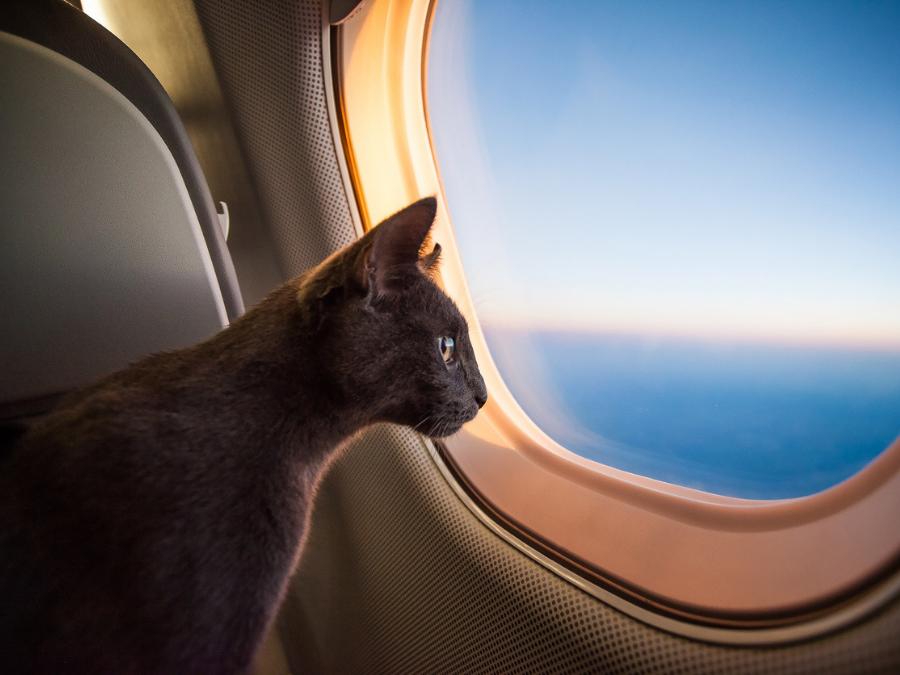 Recomendaciones para viajar con tu mascota en avión GHL Hôtels